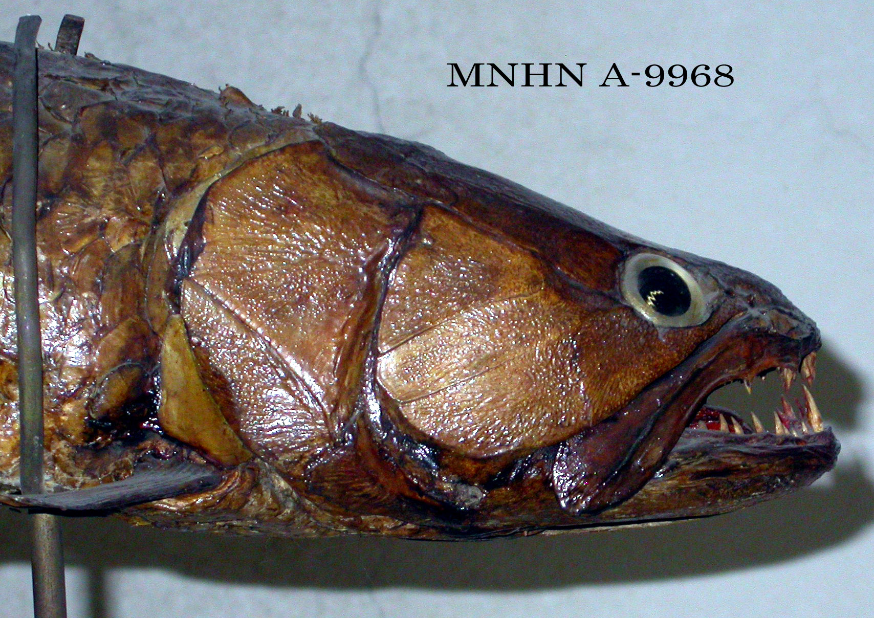 Hoplias aimara (Valenciennes, 1847)